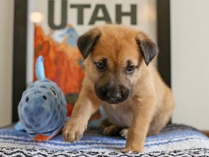 chinook puppy